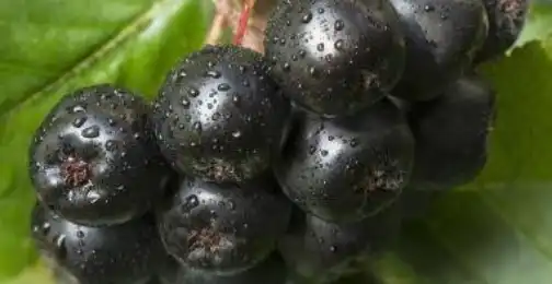 Exploring the Cardiovascular Benefits of Aronia Extract Powder